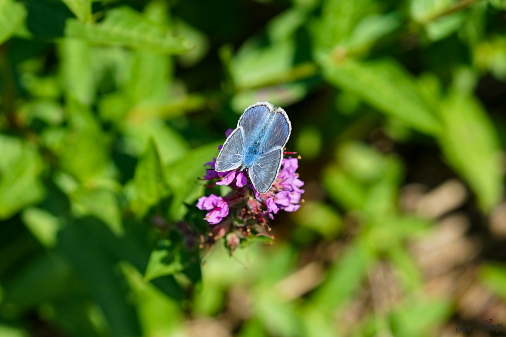 Schmetterling in Omas Garten