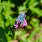 Schmetterling in Omas Garten