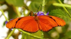 Schmetterling in orangen Farbkleid