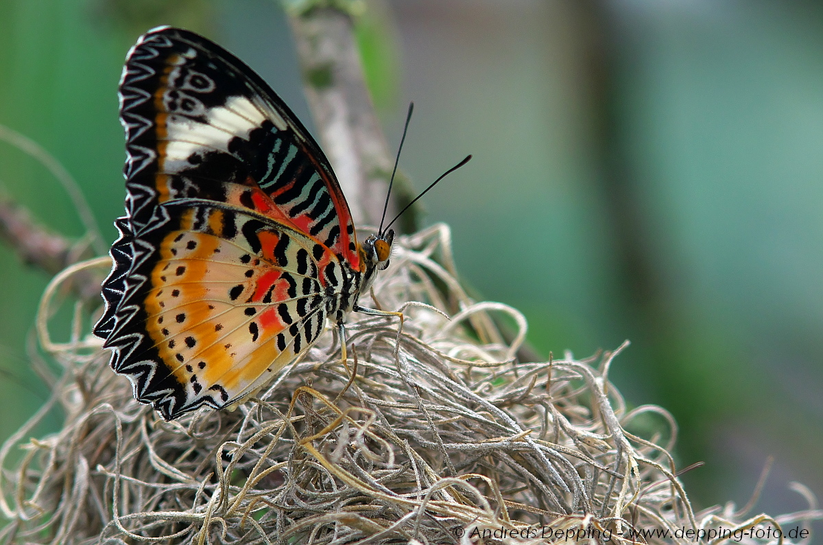 Schmetterling in Papenburg