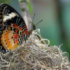 Schmetterling in Papenburg