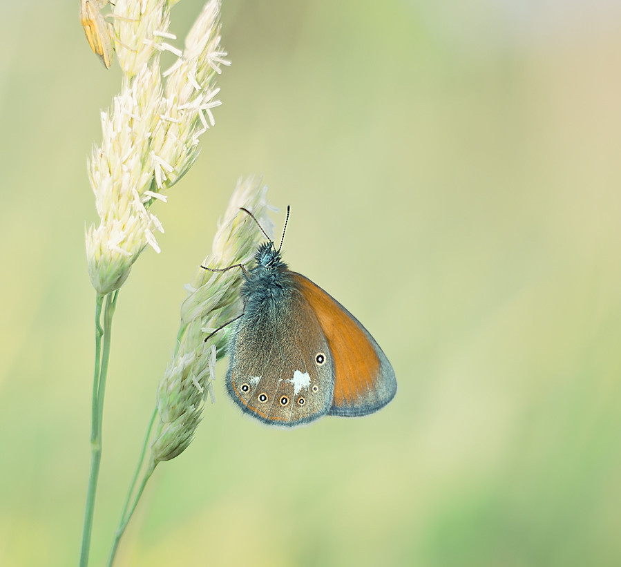 Schmetterling in Pastel