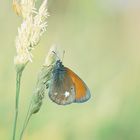 Schmetterling in Pastel