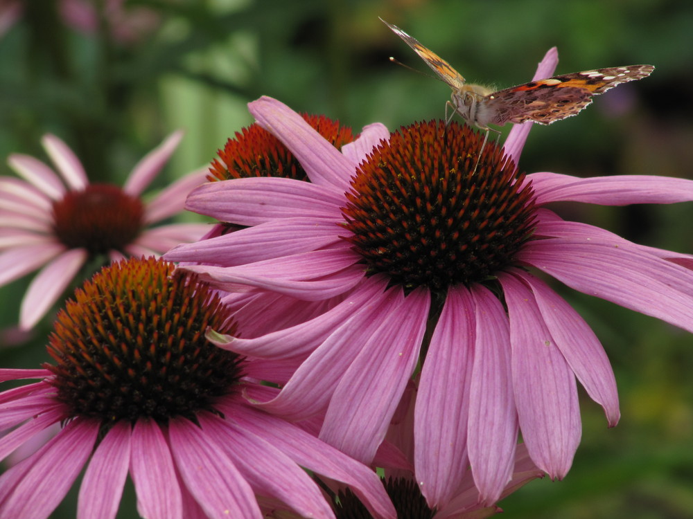 Schmetterling in Planten un Blomen