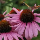 Schmetterling in Planten un Blomen