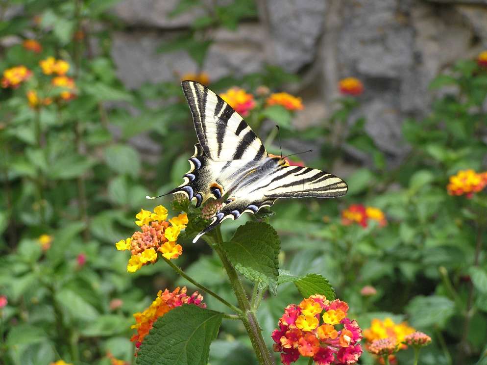 Schmetterling in Portugal