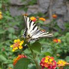 Schmetterling in Portugal