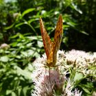 Schmetterling in Pose