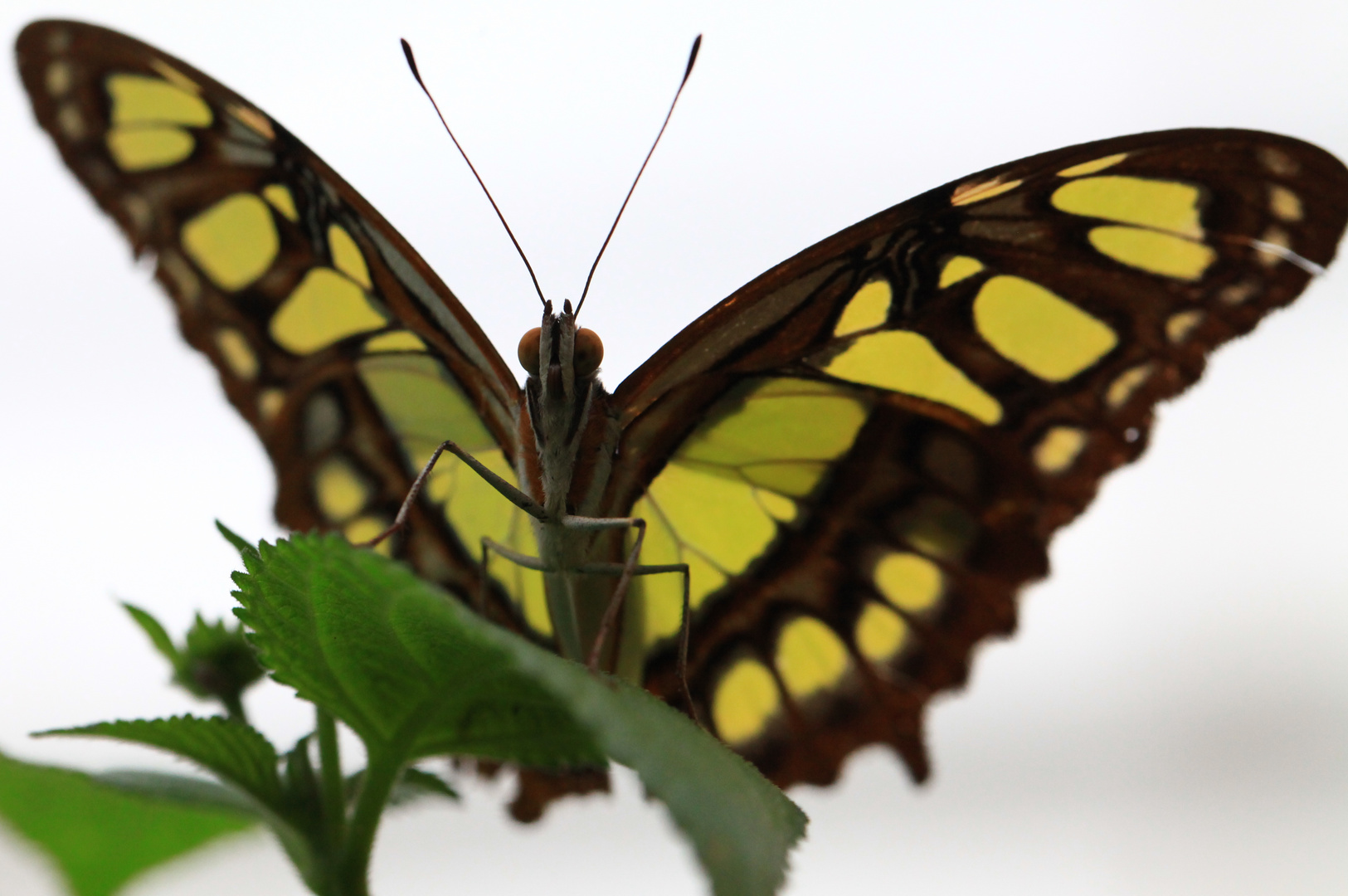 Schmetterling in Pose