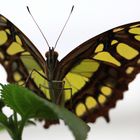 Schmetterling in Pose