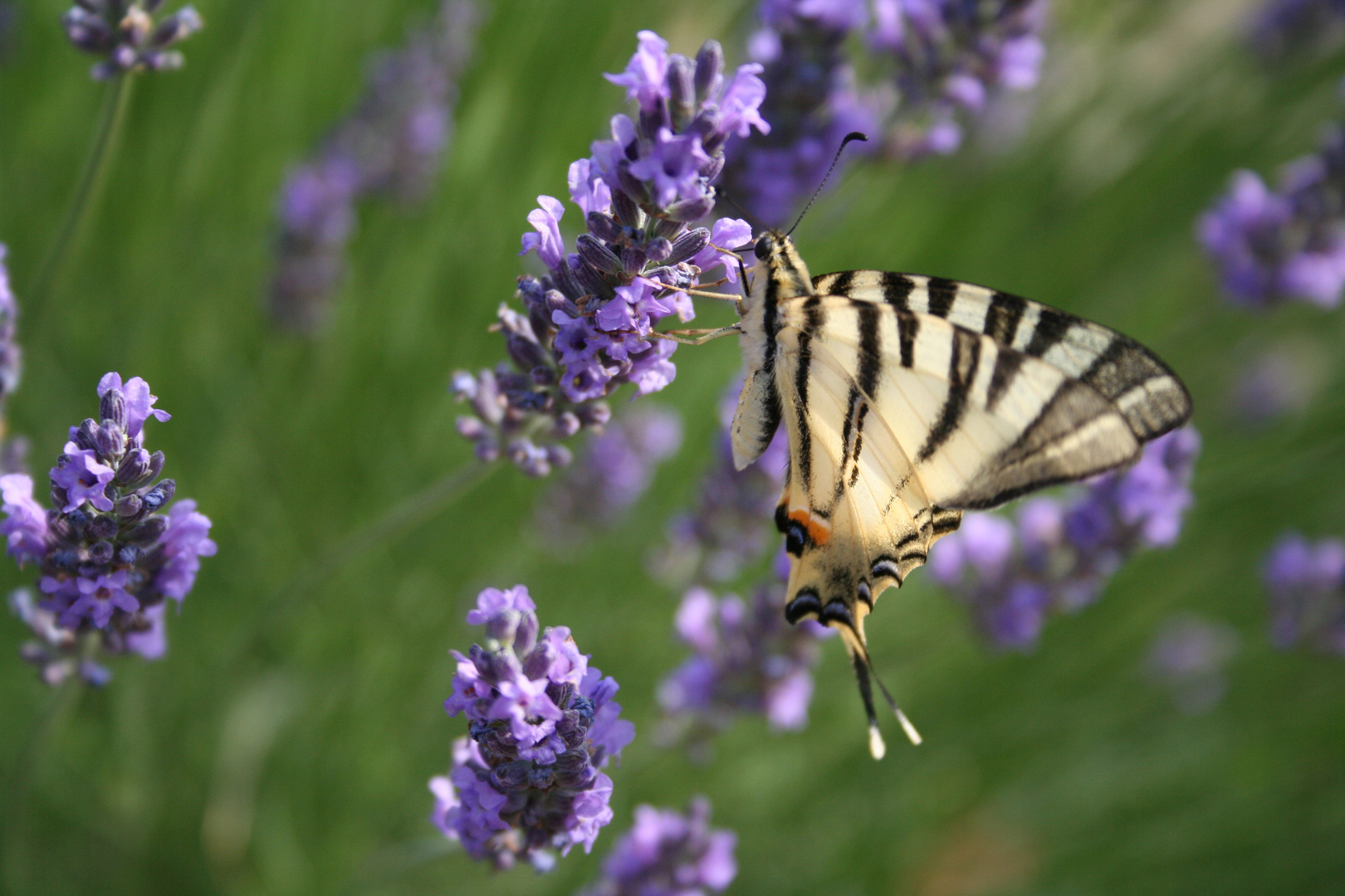 Schmetterling in Provence