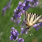 Schmetterling in Provence