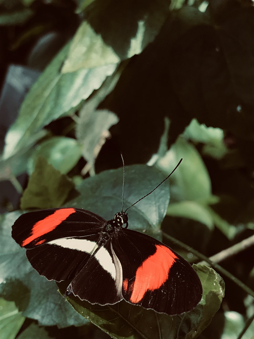 Schmetterling in Ruhe