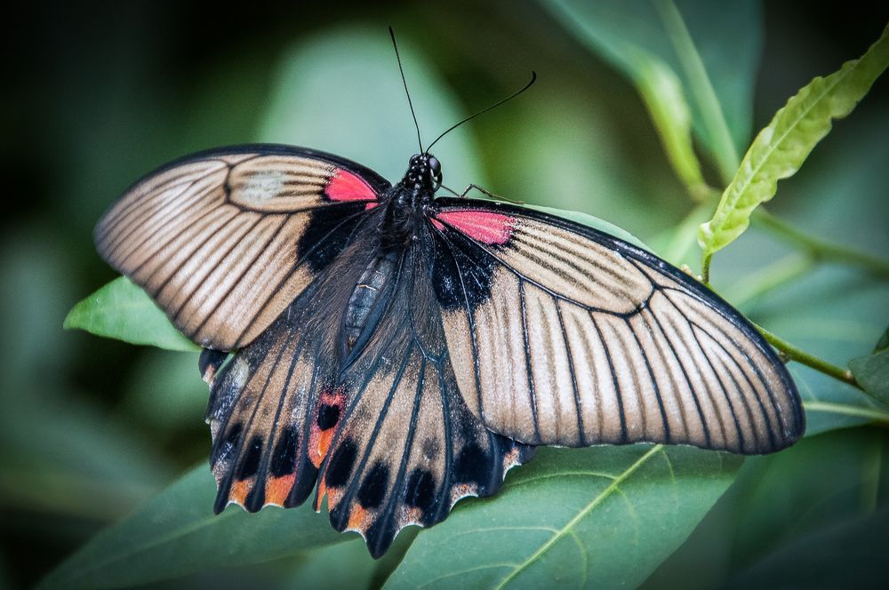 Schmetterling in Sayn 4