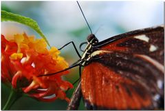 *Schmetterling in Schräglage*