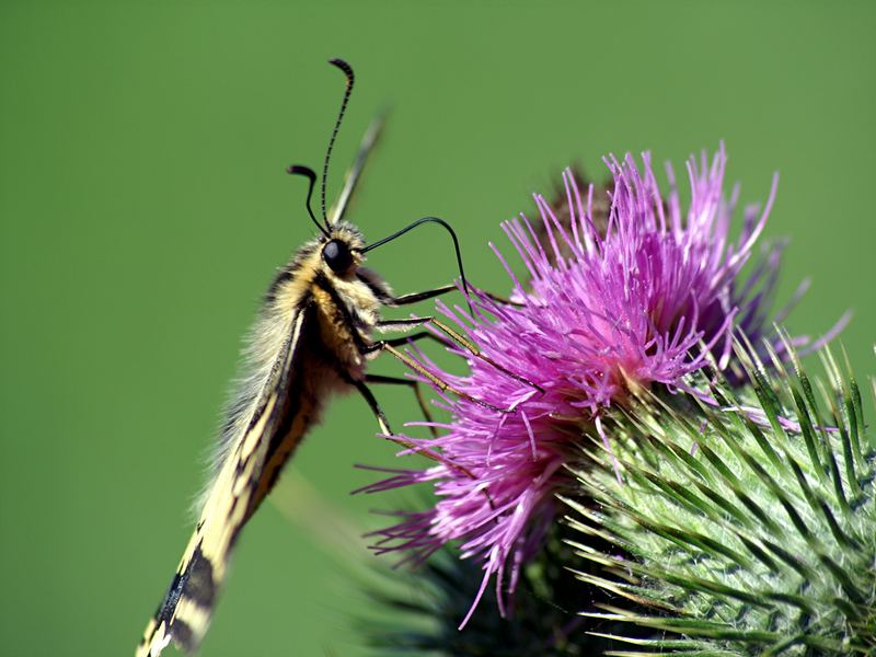 Schmetterling in Schräglage - ein Schwalbenschwanz