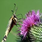 Schmetterling in Schräglage - ein Schwalbenschwanz