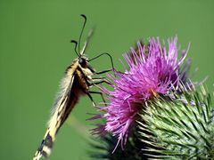 Schmetterling in Schräglage - ein Schwalbenschwanz