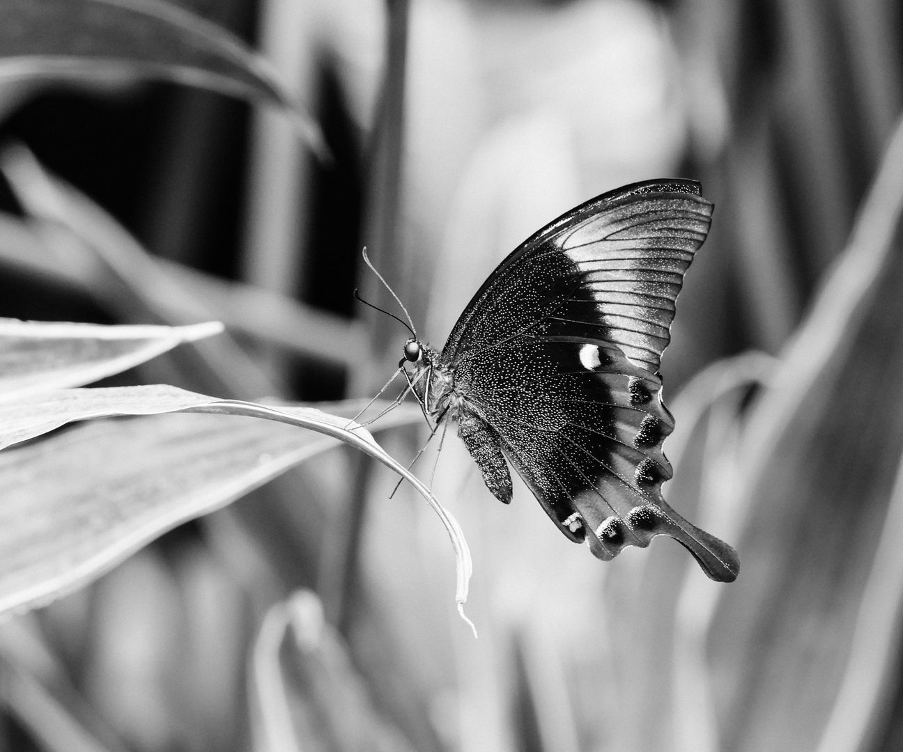 Schmetterling in SchwarzWeiß 2 2019