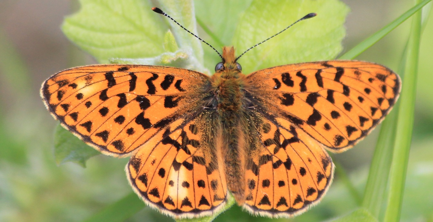 Schmetterling in Schweden