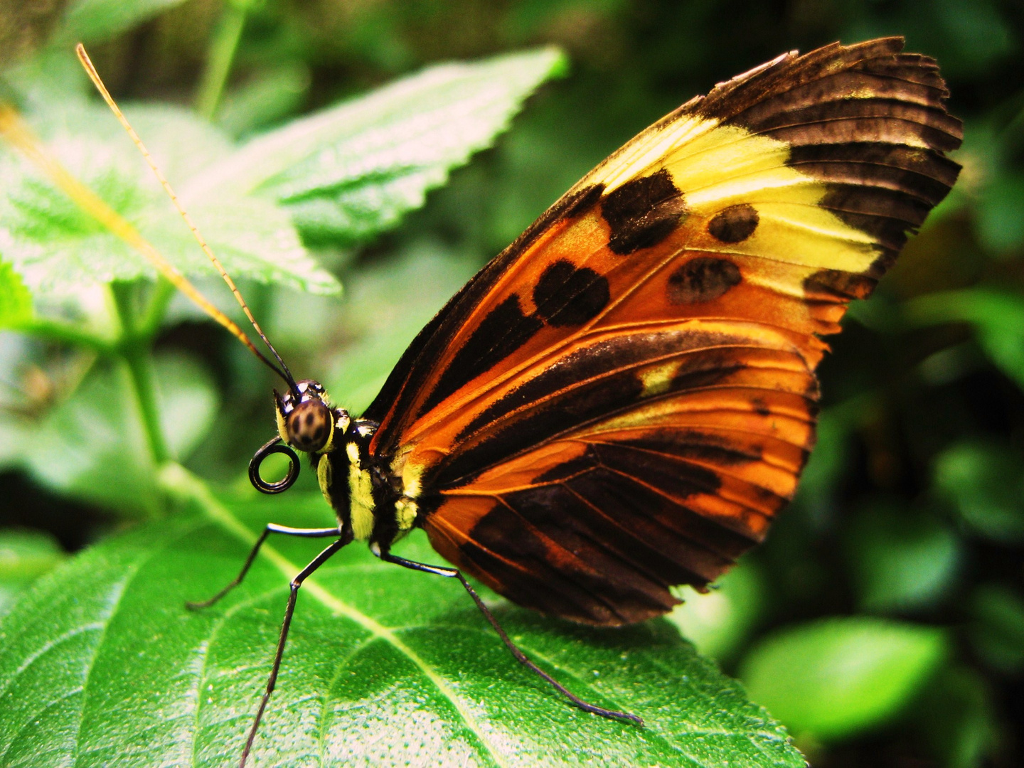 Schmetterling in seiner vollen Pracht