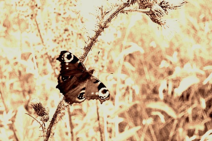 schmetterling in sepia :)