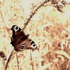 schmetterling in sepia :)