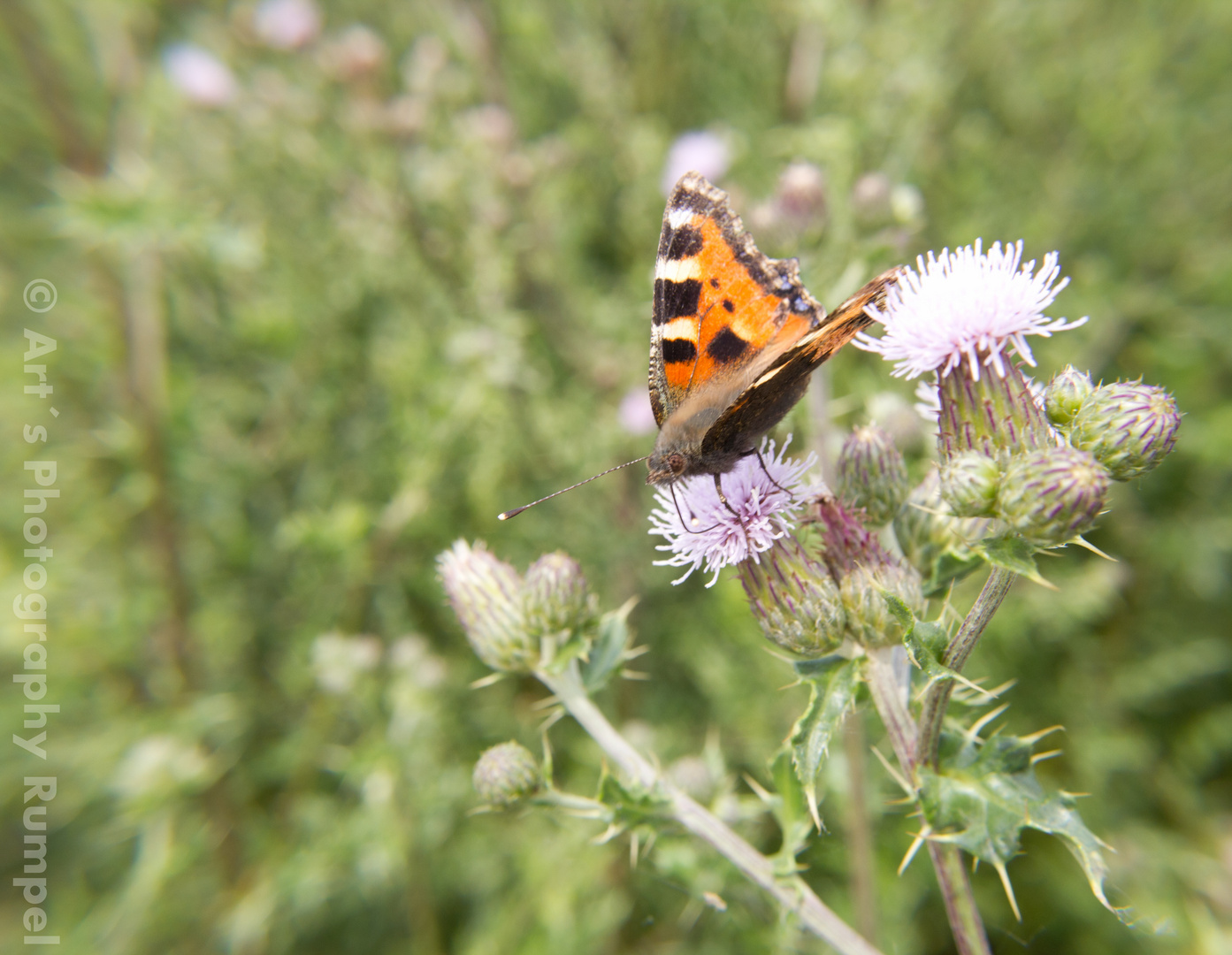 Schmetterling in Startposition