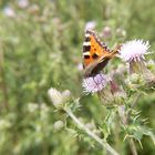 Schmetterling in Startposition