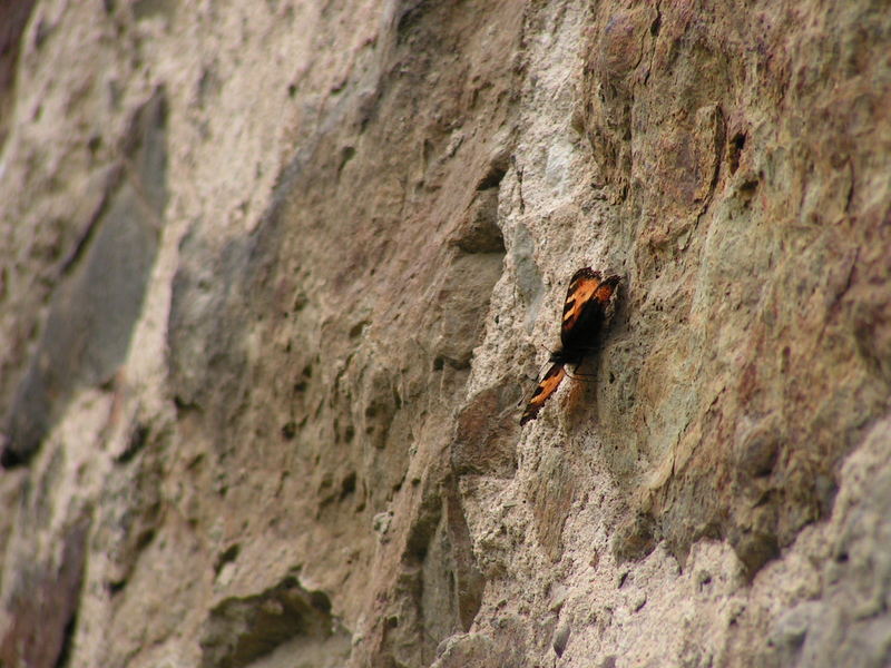 Schmetterling in Stein