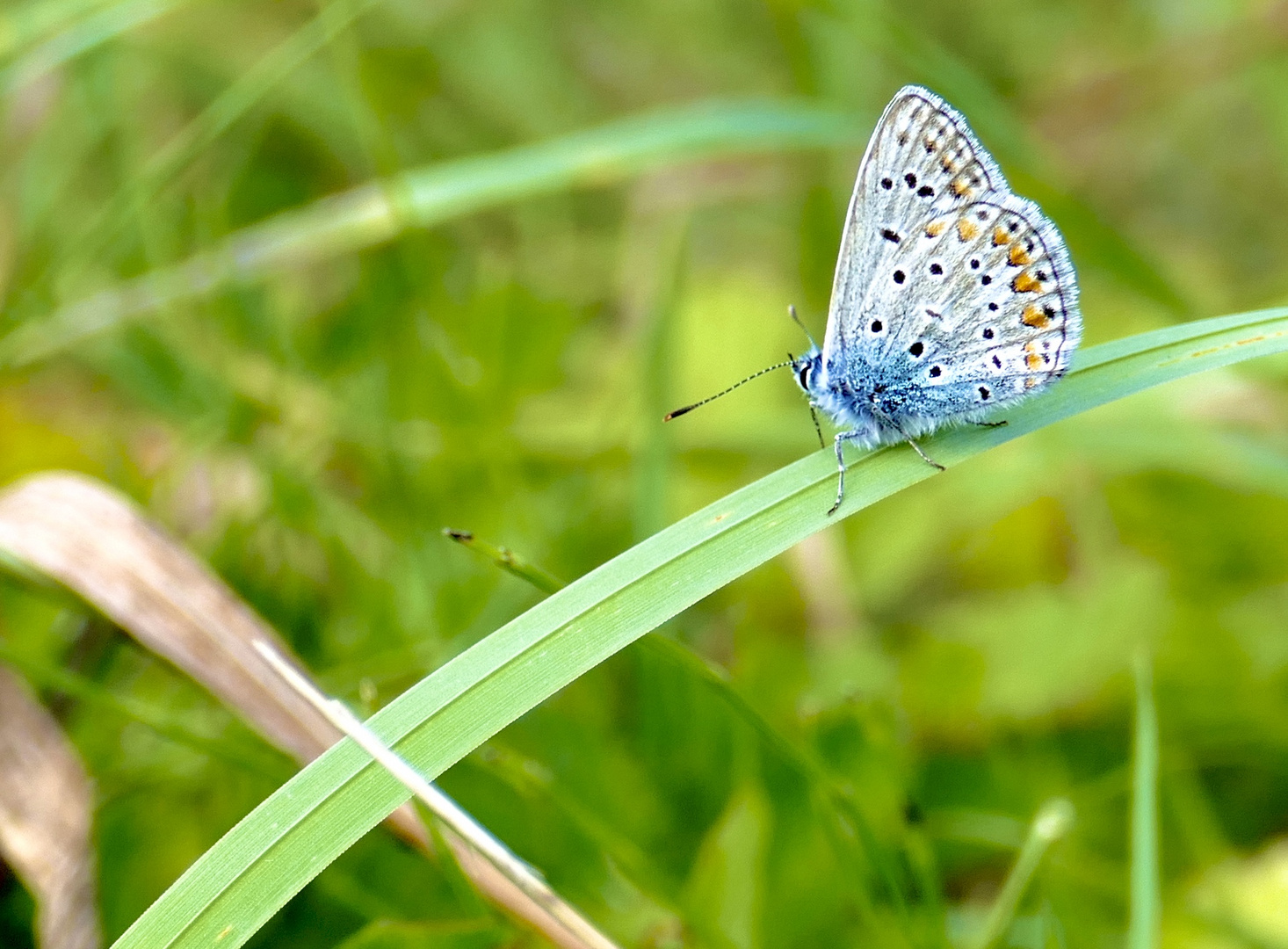 Schmetterling in Streuobstwiese (Hauhechelbläuling)