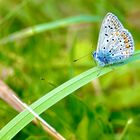 Schmetterling in Streuobstwiese (Hauhechelbläuling)