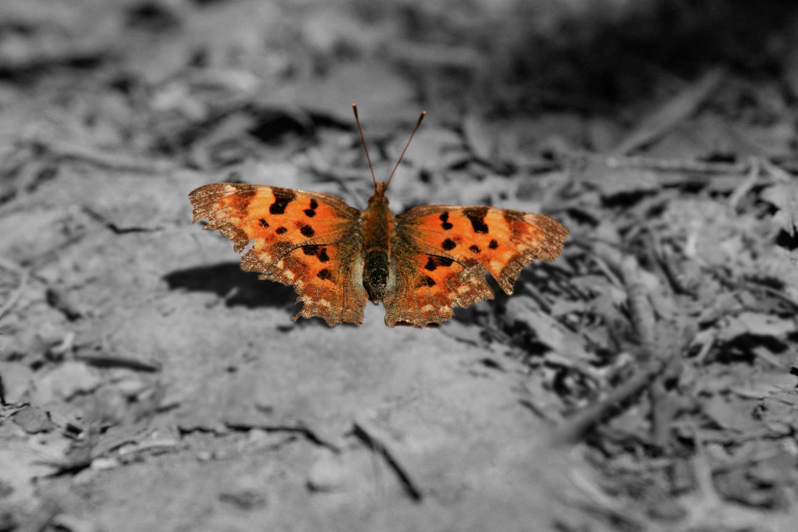 Schmetterling in Szene gesetzt