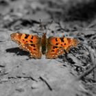 Schmetterling in Szene gesetzt