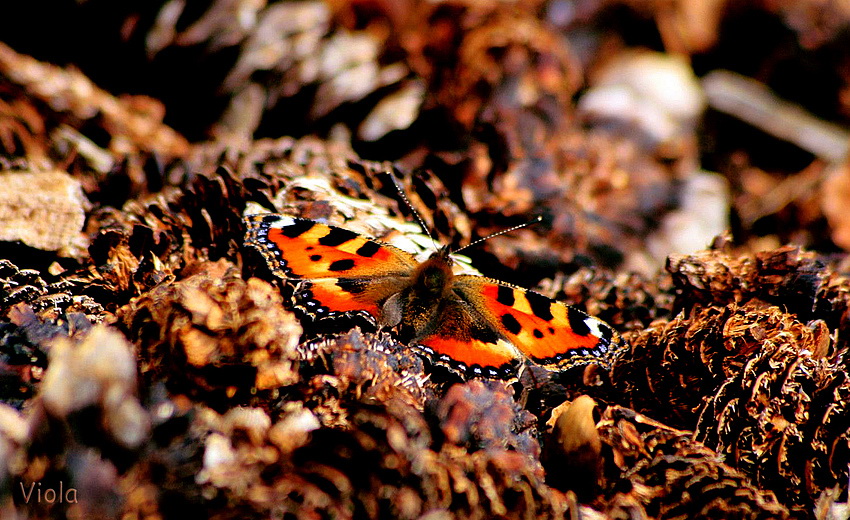 Schmetterling in Tannenzapfen