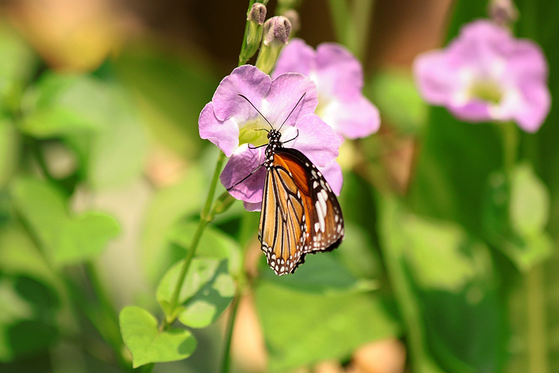 Schmetterling in Thailand