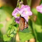 Schmetterling in Thailand