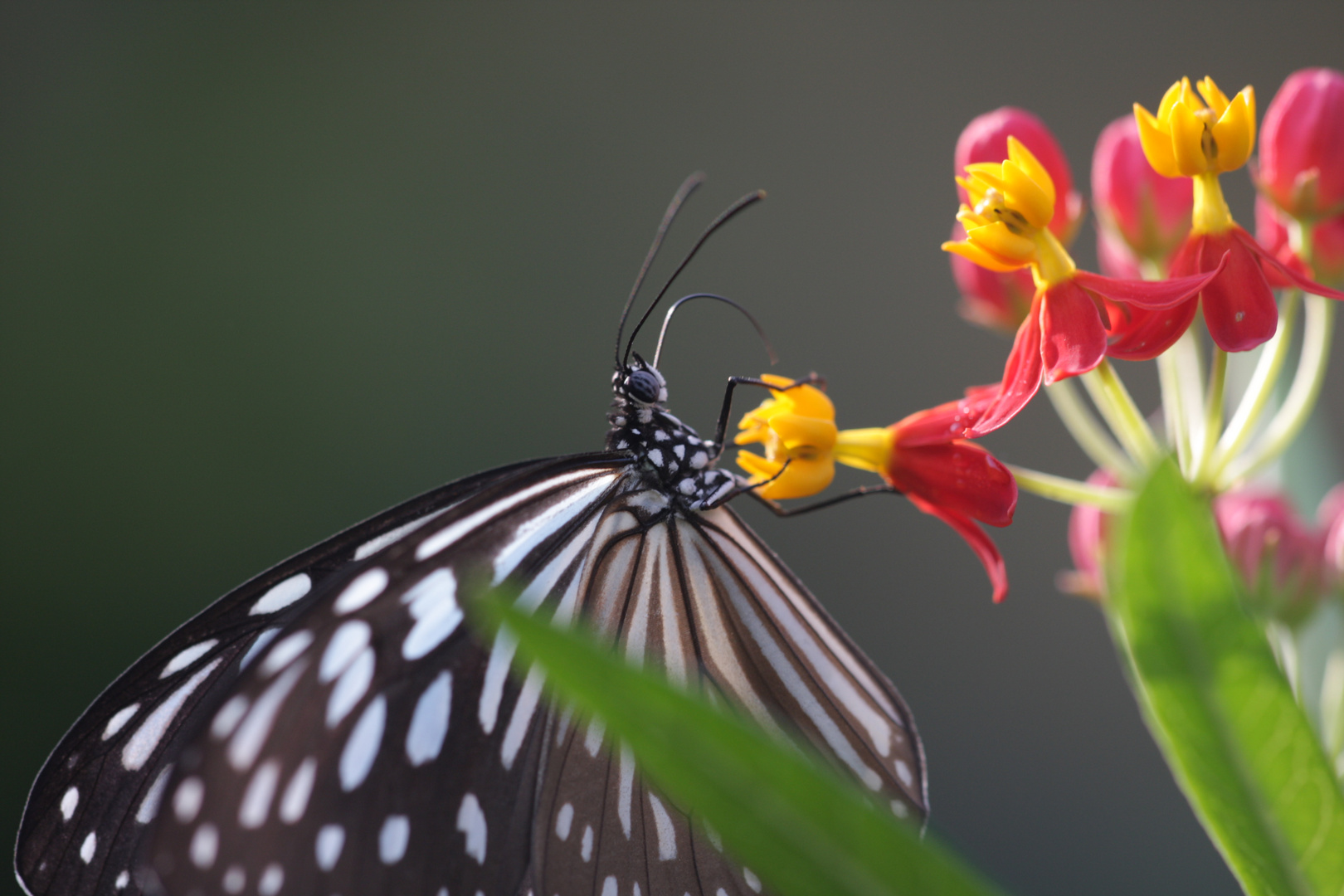 Schmetterling in Thailand