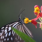 Schmetterling in Thailand