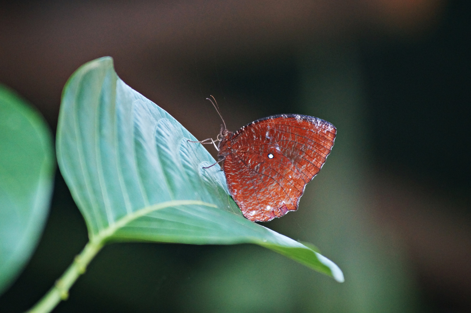 Schmetterling in Ubud, Bali