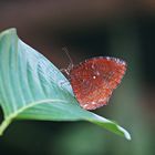 Schmetterling in Ubud, Bali