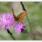 Schmetterling in über 2.000 Meter Höhe