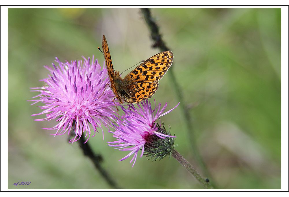 Schmetterling in über 2.000 Meter Höhe