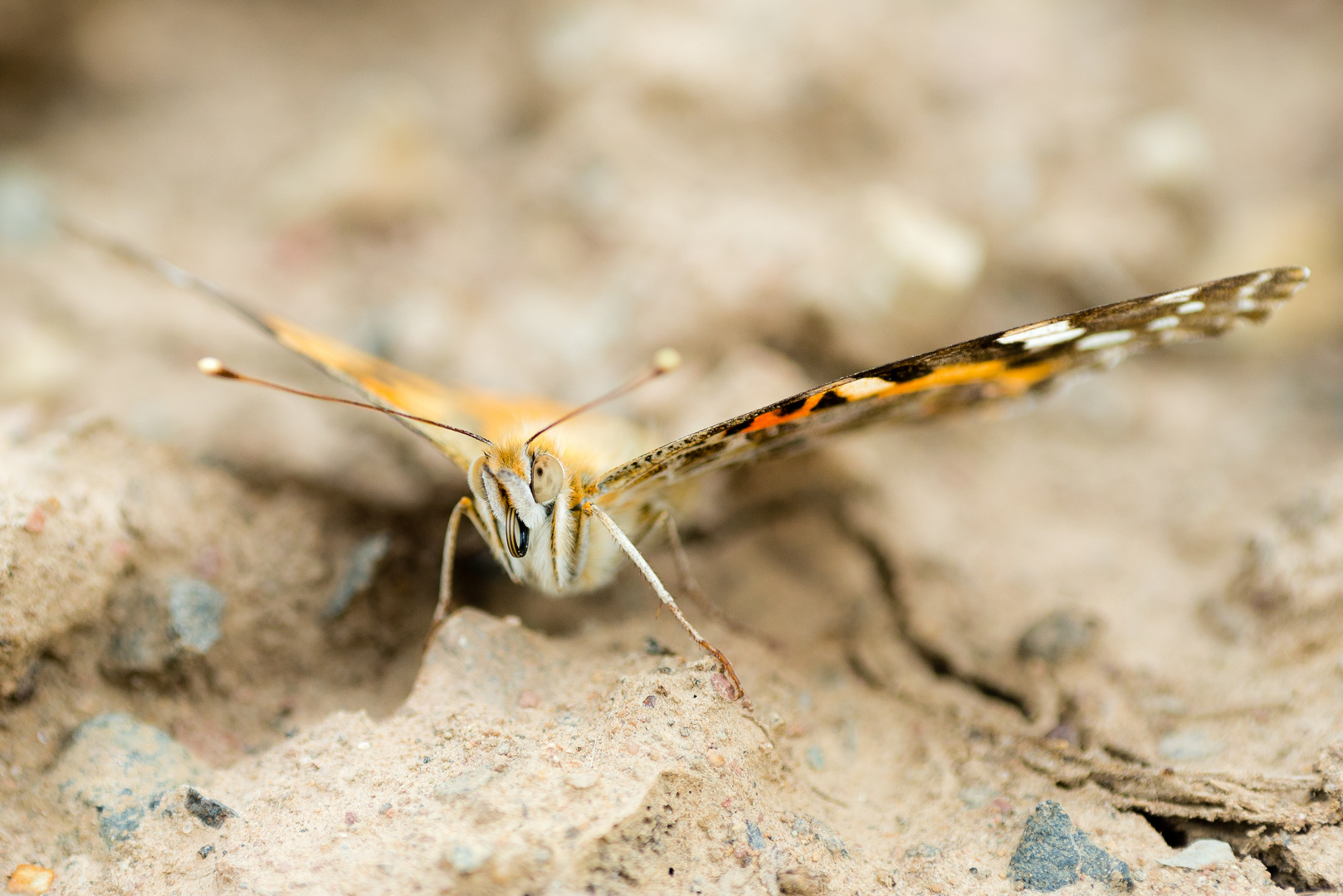 Schmetterling in ungewohntem Terrain