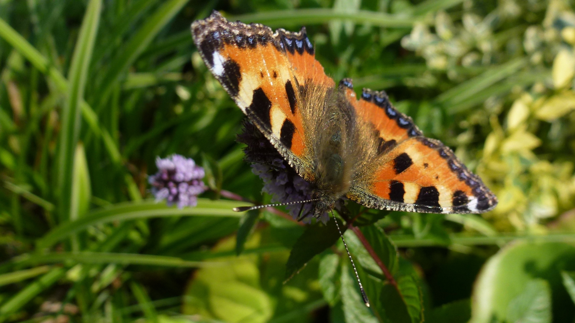 Schmetterling in unserem Garten