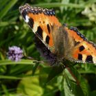 Schmetterling in unserem Garten