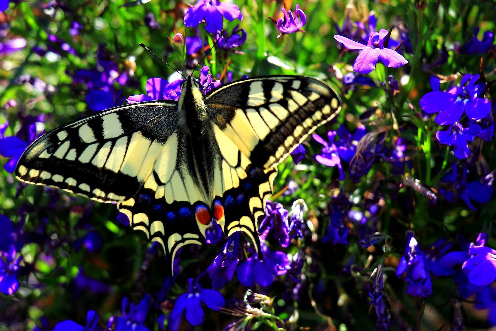 Schmetterling in unserem Garten