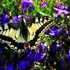 Schmetterling in unserem Garten