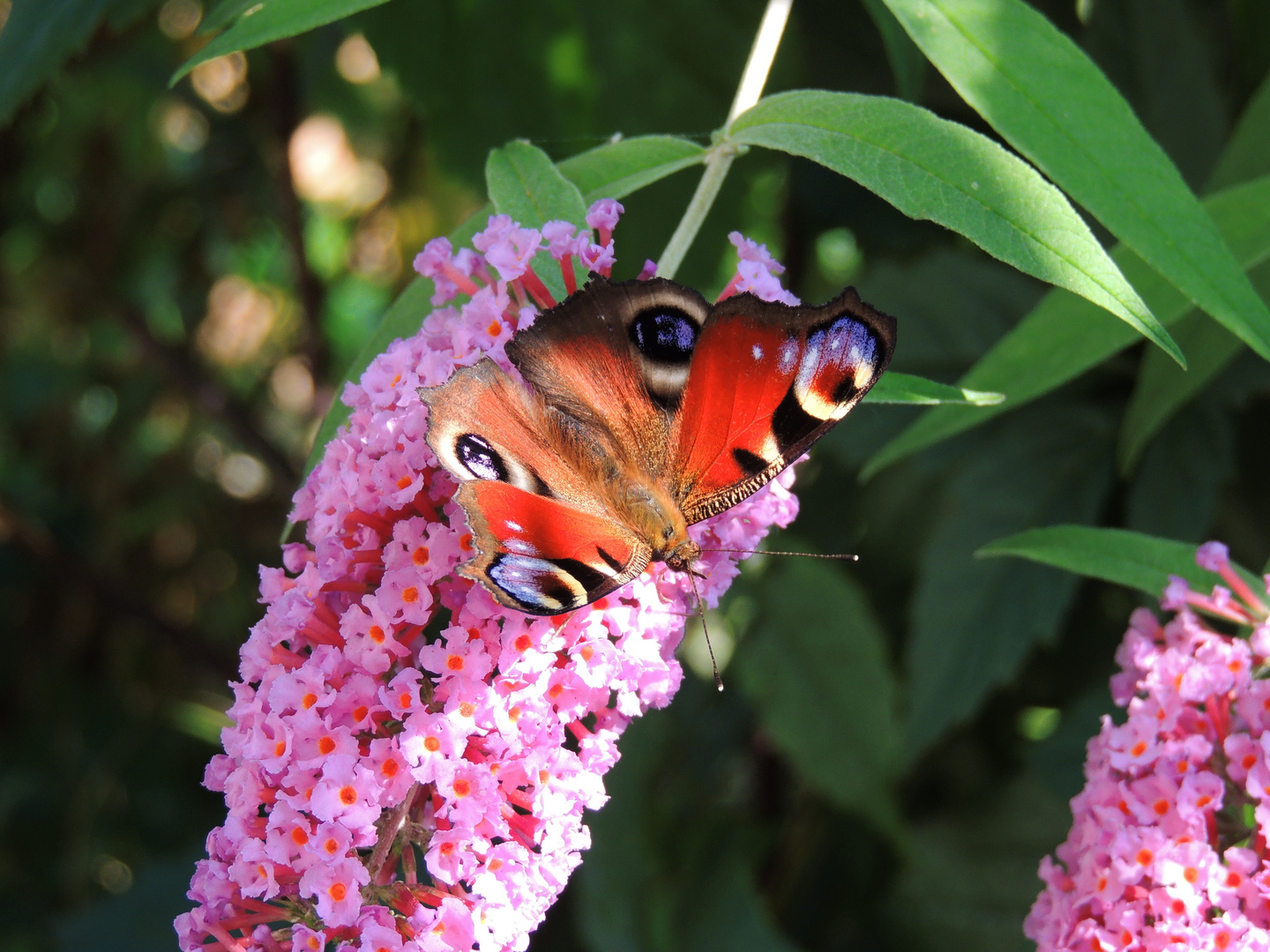 Schmetterling in unserem Garten