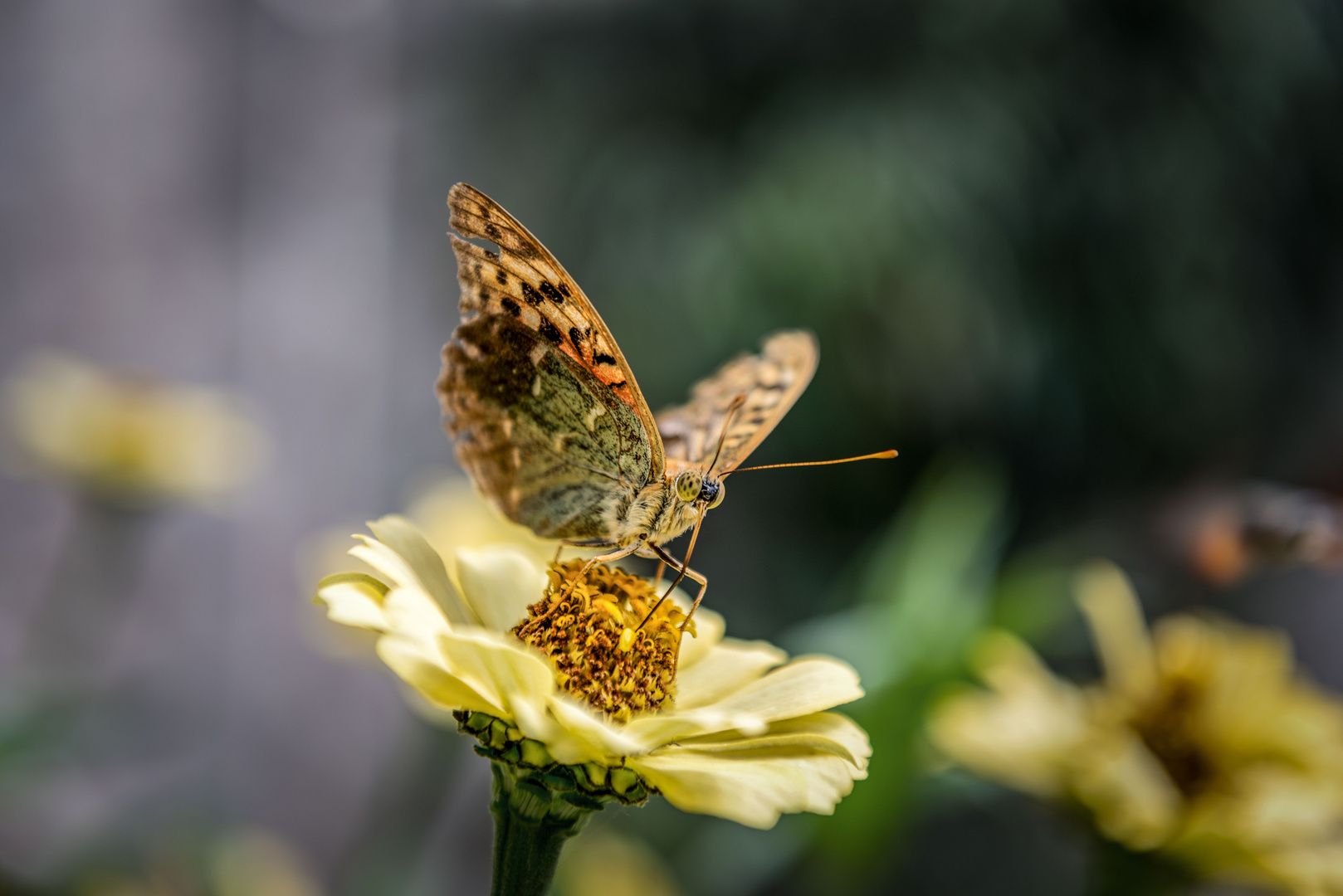 Schmetterling in Urlaub